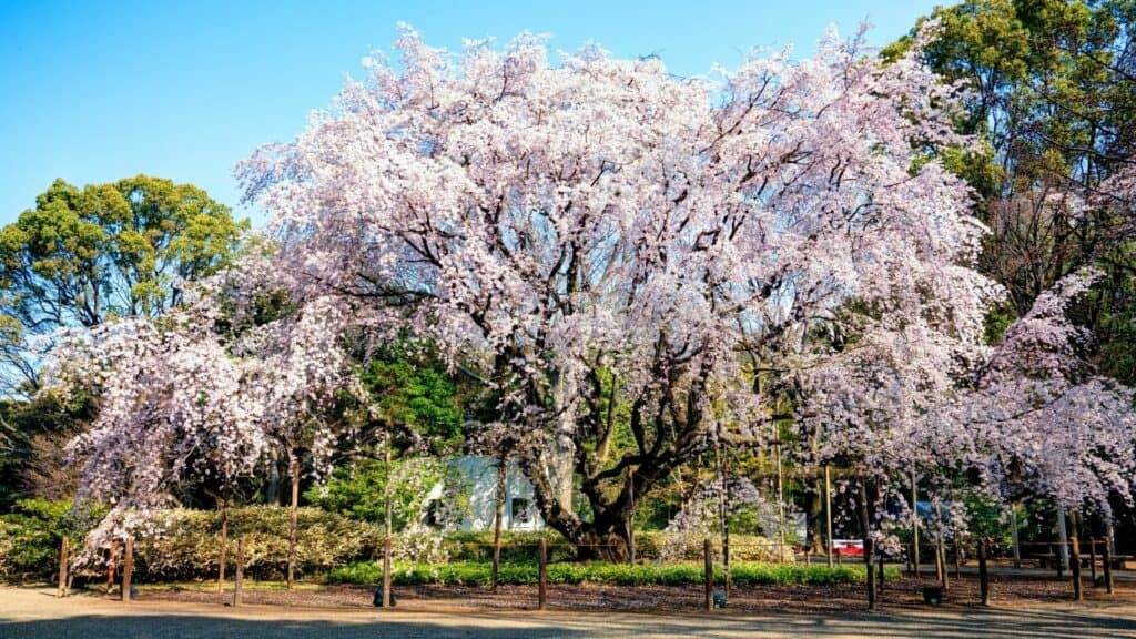 Where to see cherry blossom in Tokyo Rikugien