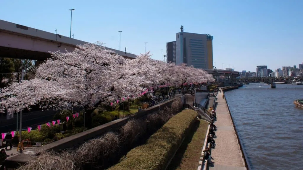 Where to see cherry blossom in Tokyo Sumidagawa