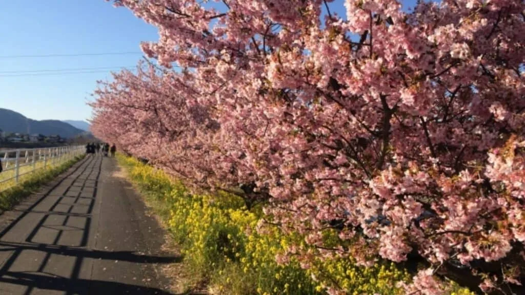 18 early cherry blossoms Asahina River 1