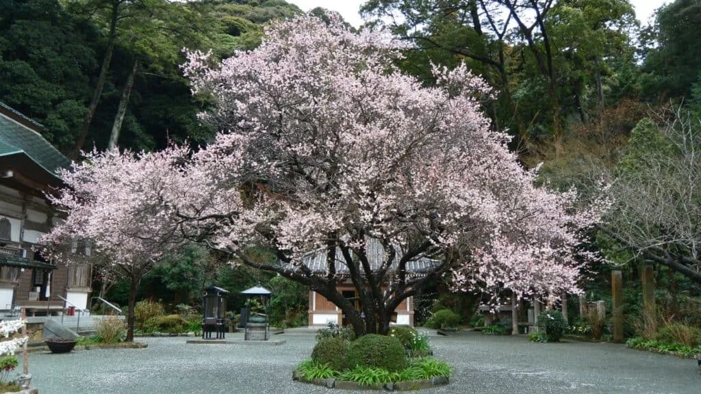 18 early cherry blossoms Chinkokuji Temple