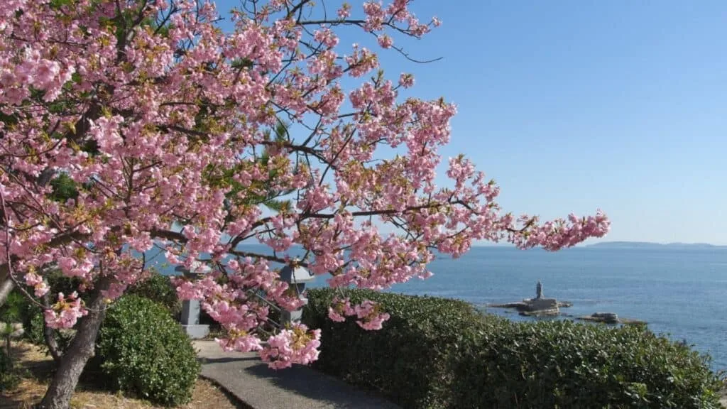 18 early cherry blossoms Hijirisaki Park