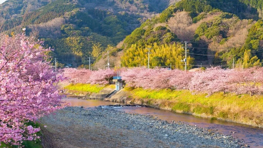 18 early cherry blossoms Kawazu River