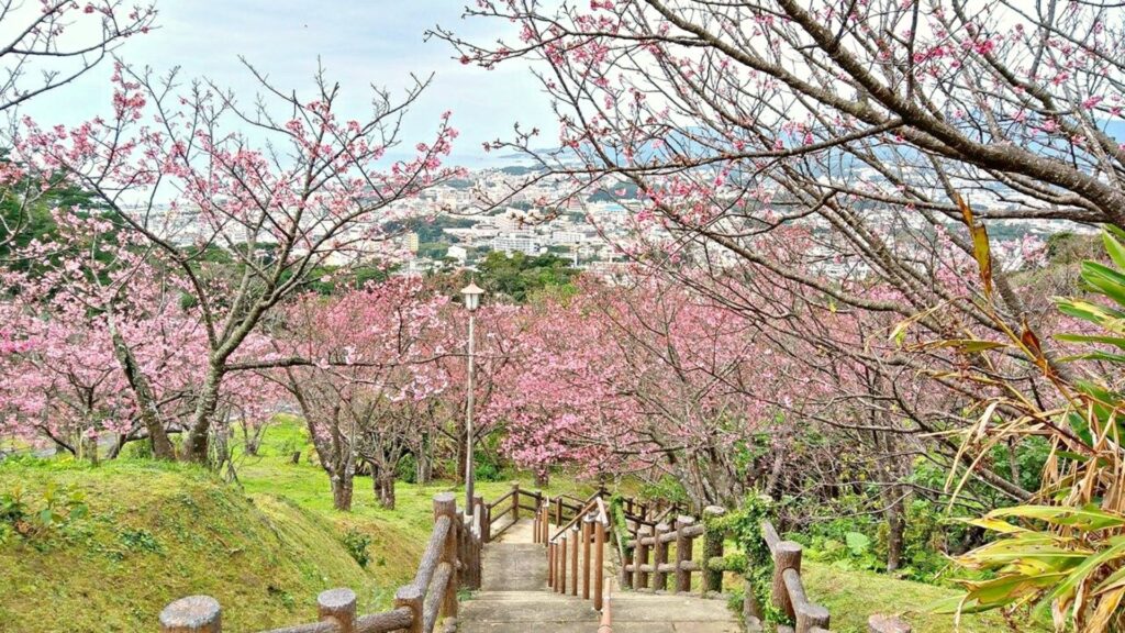 18 early cherry blossoms Nago Castle Park
