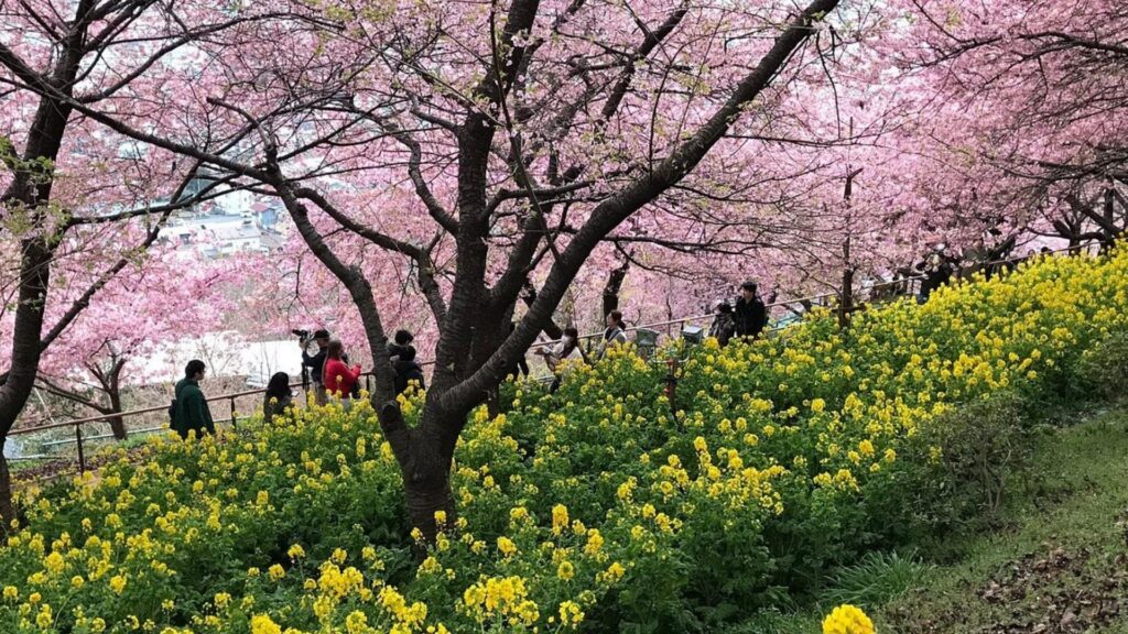 18 early cherry blossoms Nishihirabatake Park