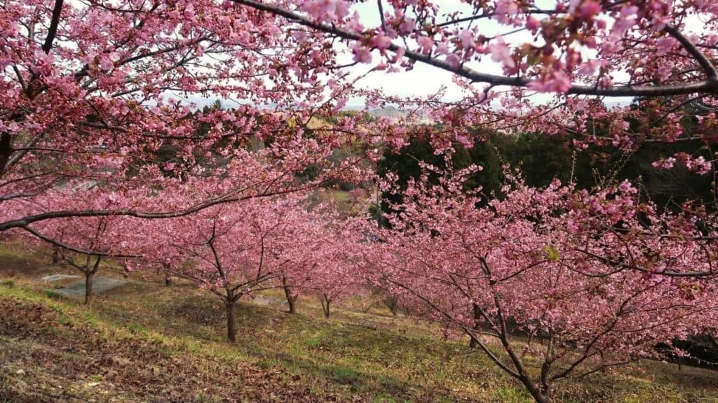 18 early cherry blossoms Roadside Station Myogi
