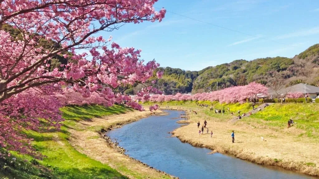 18 early cherry blossoms Shimogamo Onsen