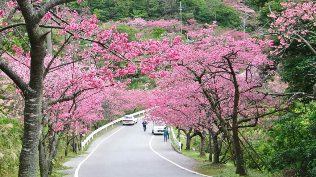 18 early cherry blossoms Yaedake