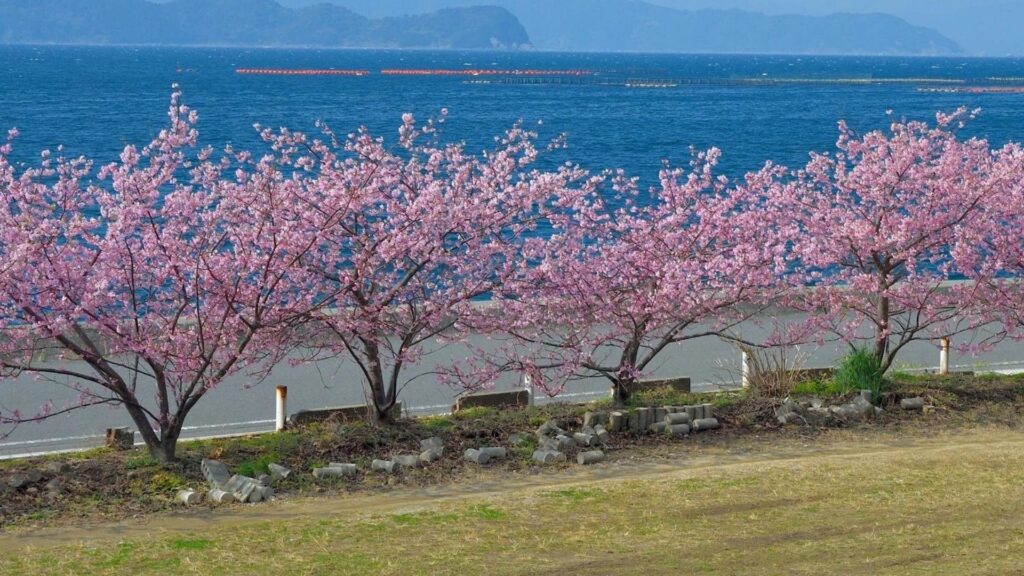 18 early cherry blossoms Youra Peninsula