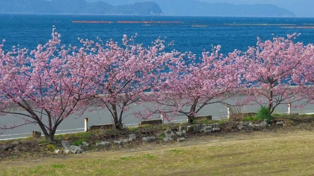 18 early cherry blossoms Youra Peninsula
