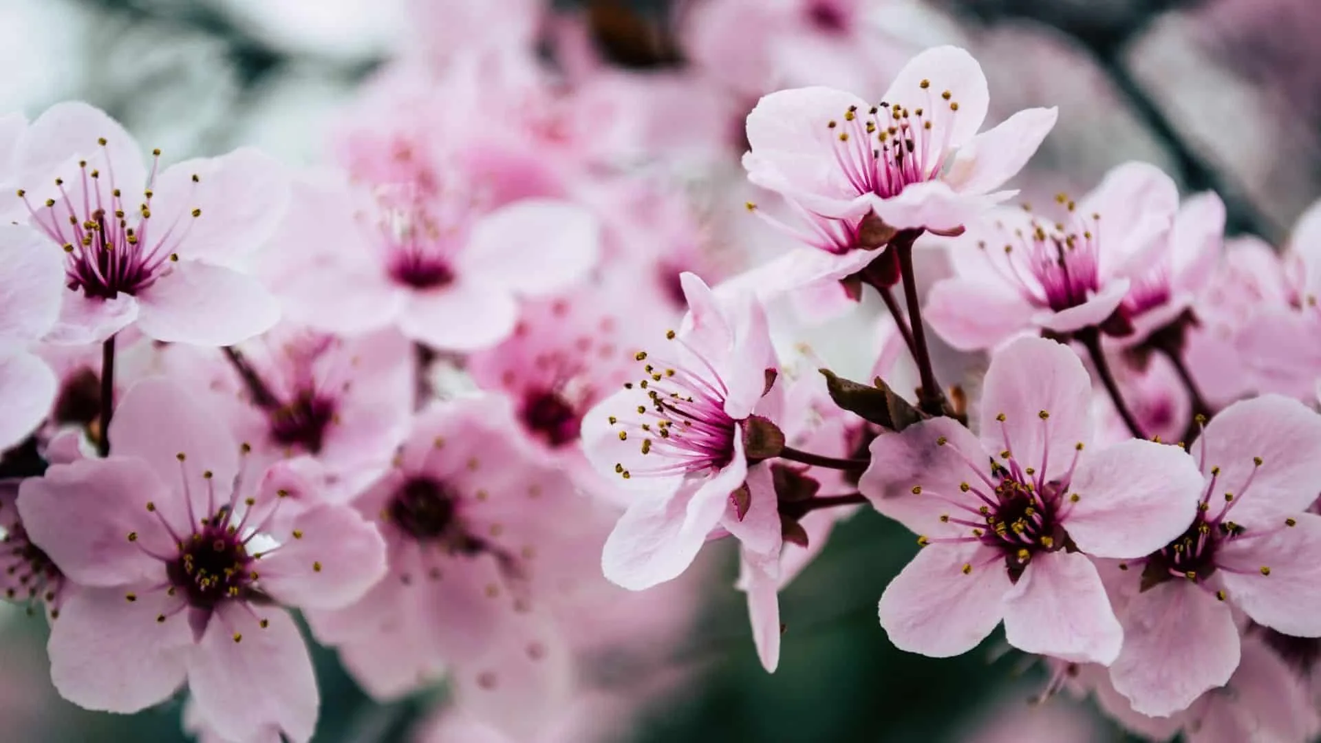 18 early cherry blossoms in Japan Sakura in February & March