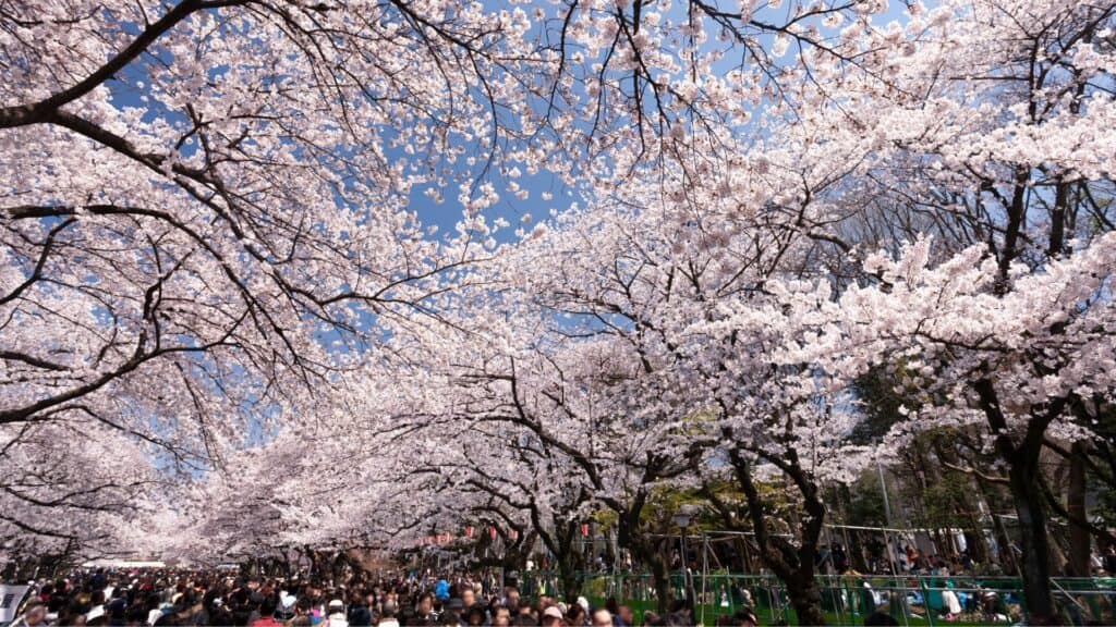 Where-to-see-cherry-blossom-in-Tokyo-Ueno-Onshi-Park