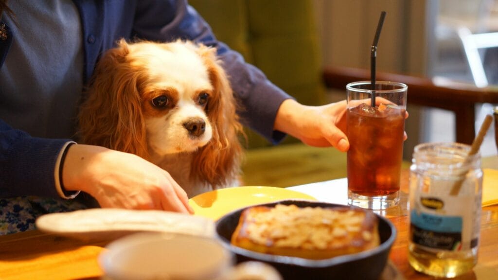 New in Tokyo Animal cafe