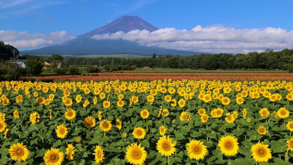 New in Tokyo Seasonal Flowers