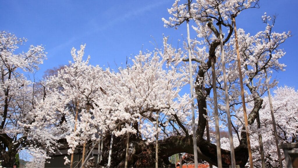 Types of cherry blossom Edo Higan cherry tree