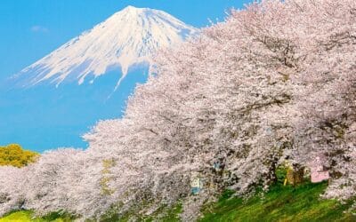 8 Spectacular Must-See Types of Cherry Blossom in Japan
