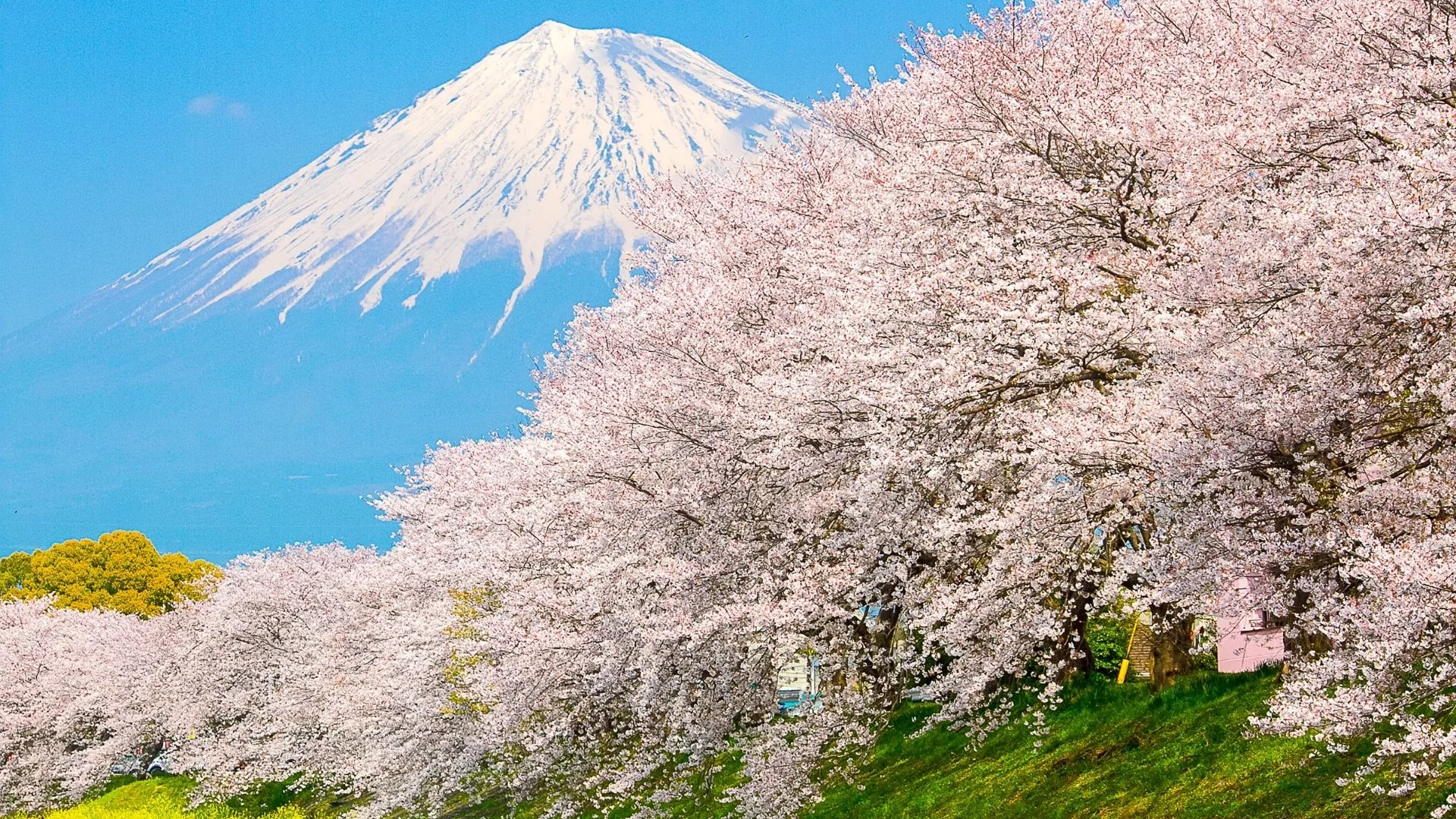 Types of cherry blossom Featured Photo