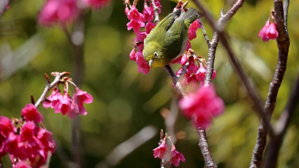 Types of cherry blossom Kanhi-zakura