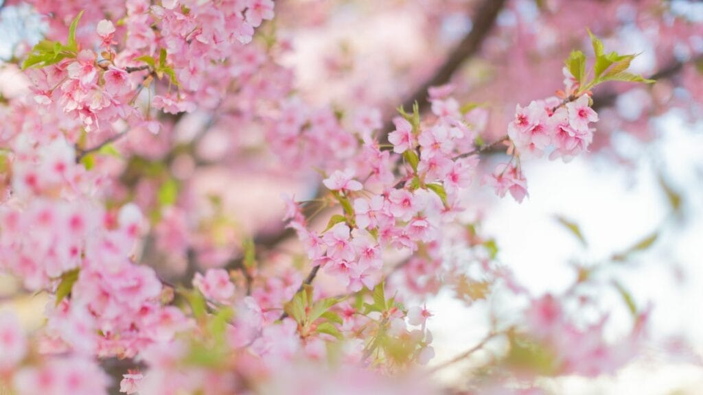 Types of cherry blossom Kawazu Zakura 