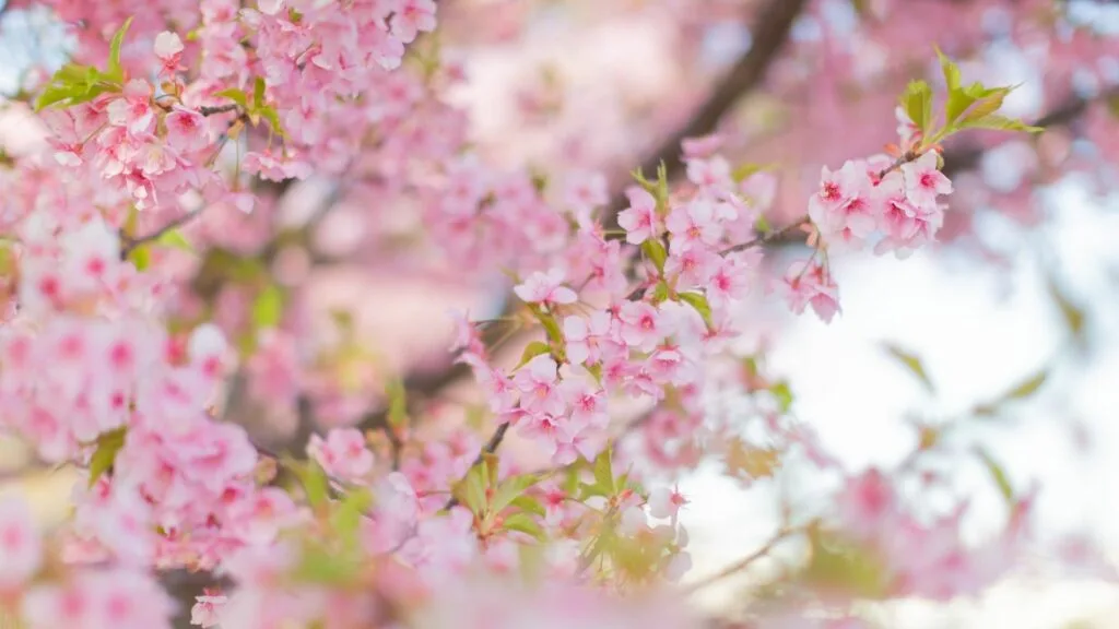 Types of cherry blossom Kawazu Zakura