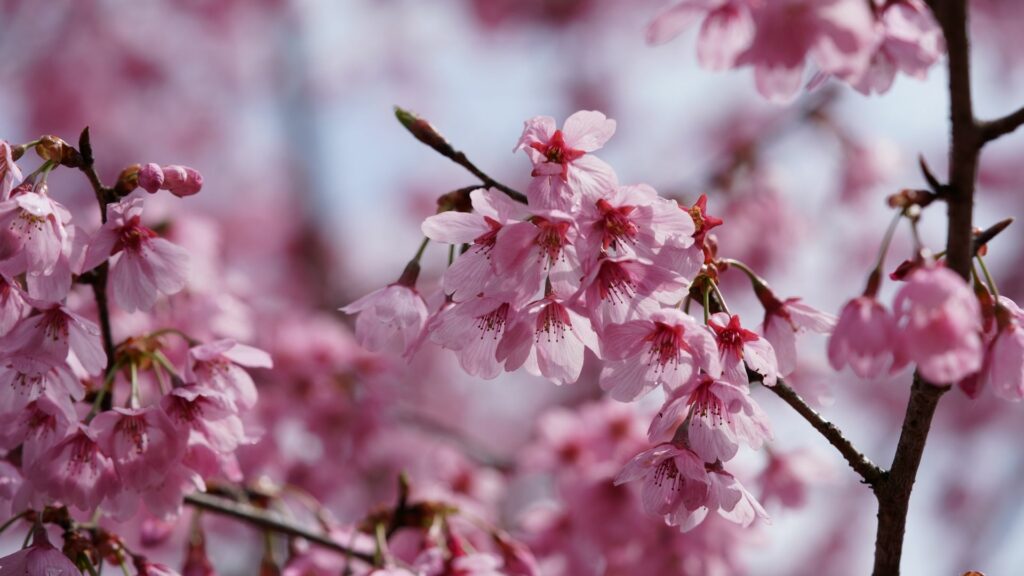 Types of cherry blossom Mamezakura 