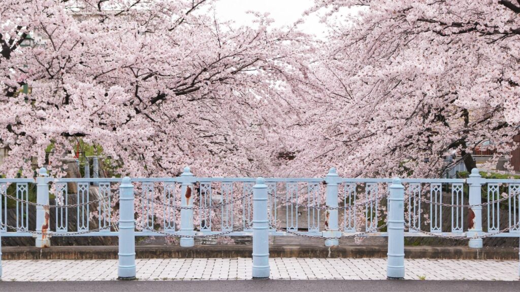 Types of cherry blossom Many types