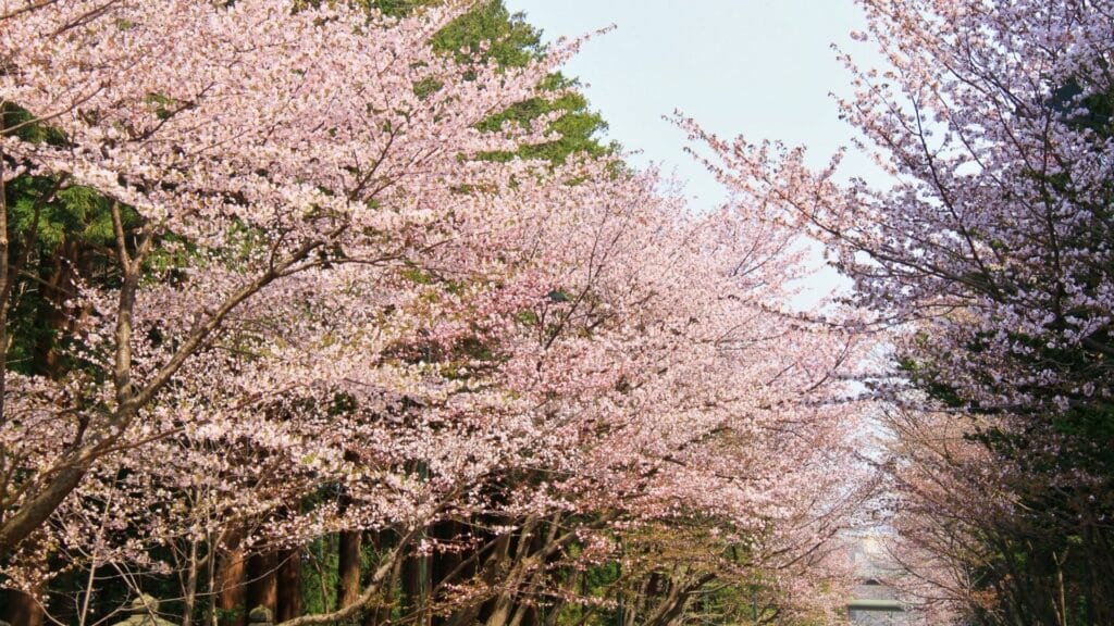 Types of cherry blossom Oyama