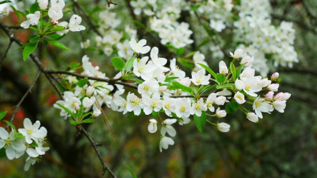 Types of cherry blossom Yamazakura