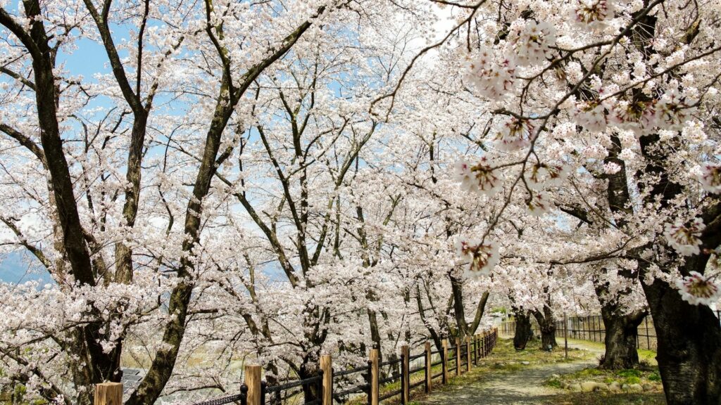 Types of cherry blossom Yoshino cherry tree