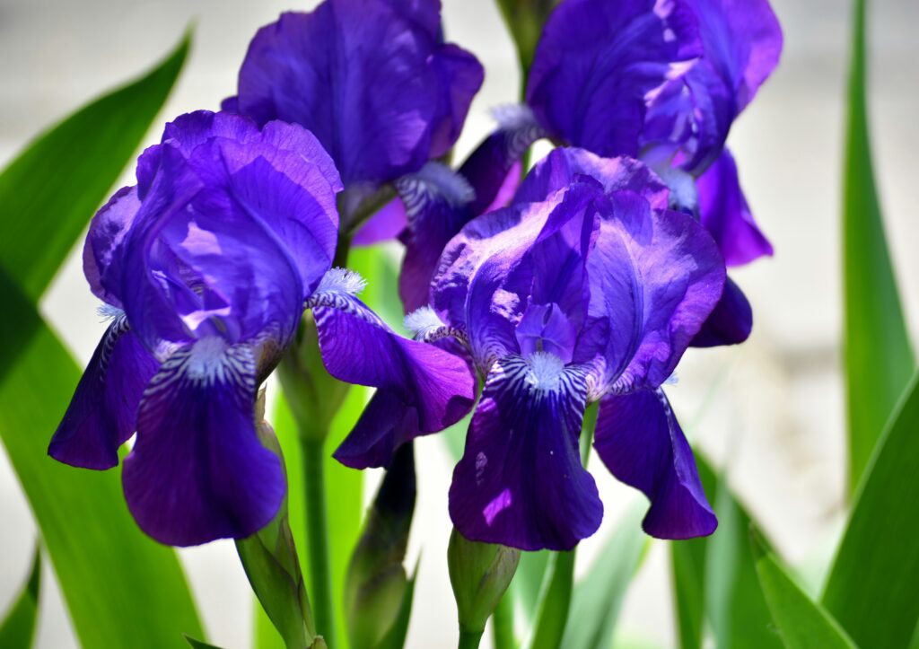 Irises in Japan