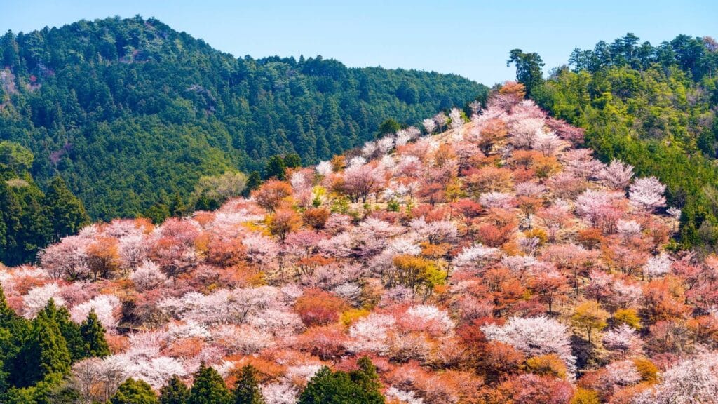 Japan go-to Nara