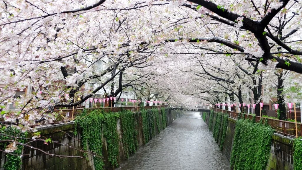 Where to live in Tokyo Nakameguro
