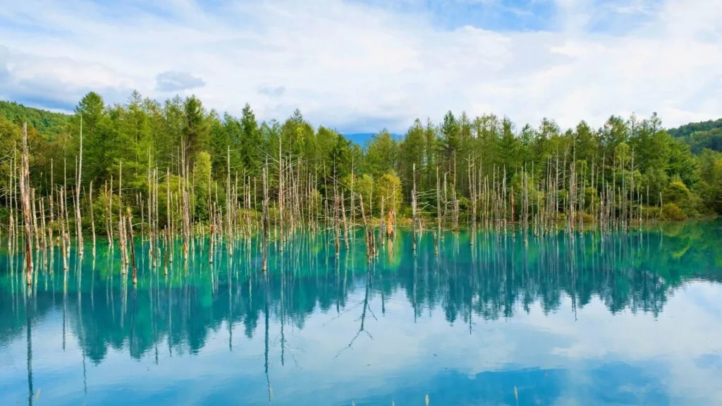 Workation in Japan Furano