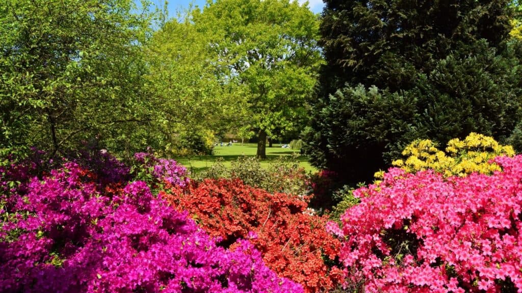 Azaleas in Japan Featured Image
