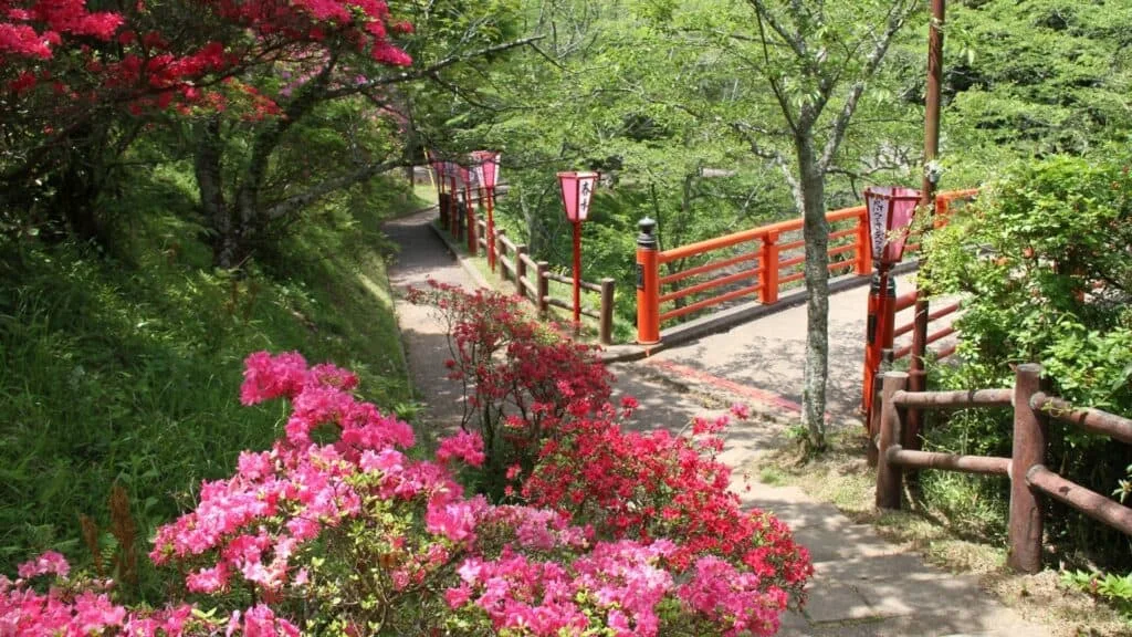 Azaleas in Japan Mizugo Omigawa Sakura Azalea Festival