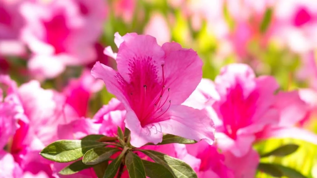 Azaleas in Japan What is Azalea in Japan