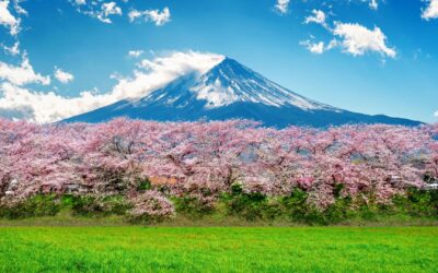 Cherry Blossoms in Japan: When and where to see Japanese cherry blossom sakura