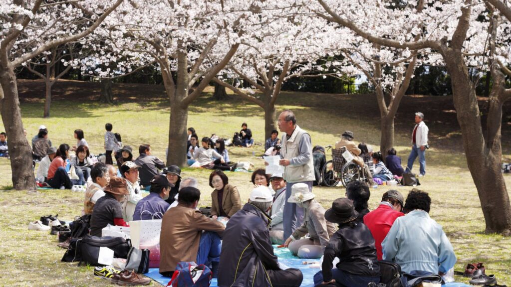 Cherry Blossoms in Japan Cherry Blossom Festivals