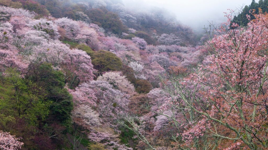 Cherry Blossoms in Japan Daigoji Temple