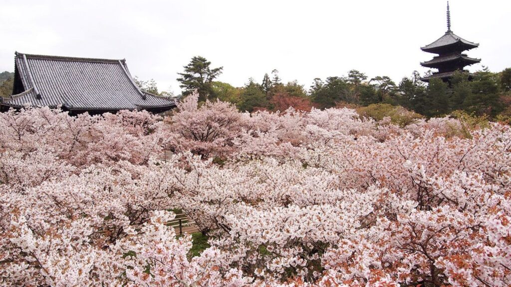Cherry Blossoms in Japan Ninna-ji Temple