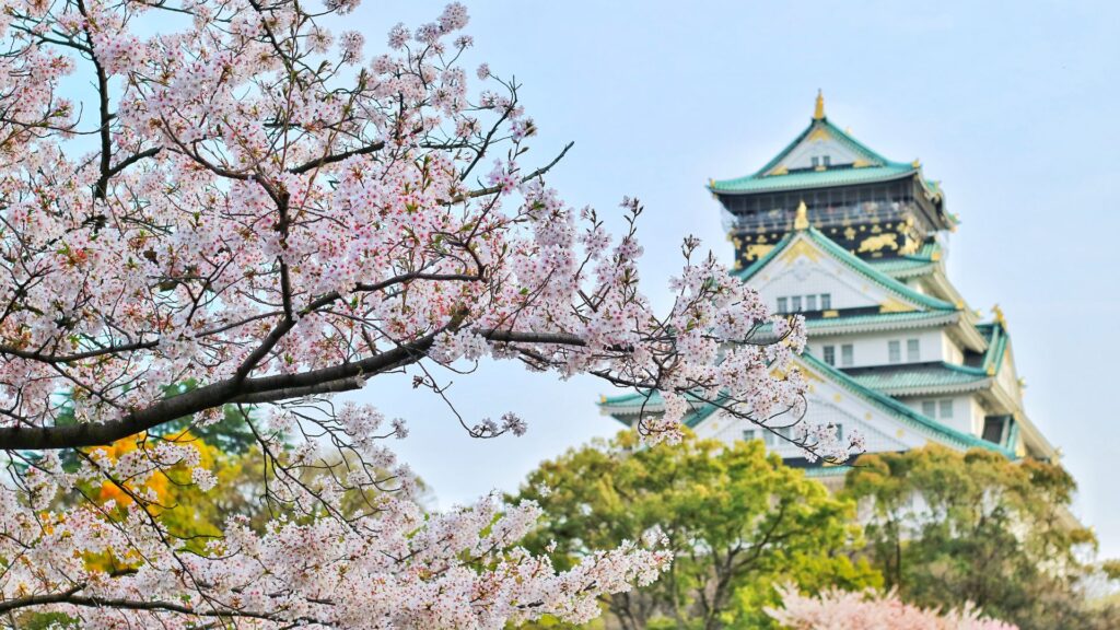 Cherry Blossoms in Japan Osaka Castle