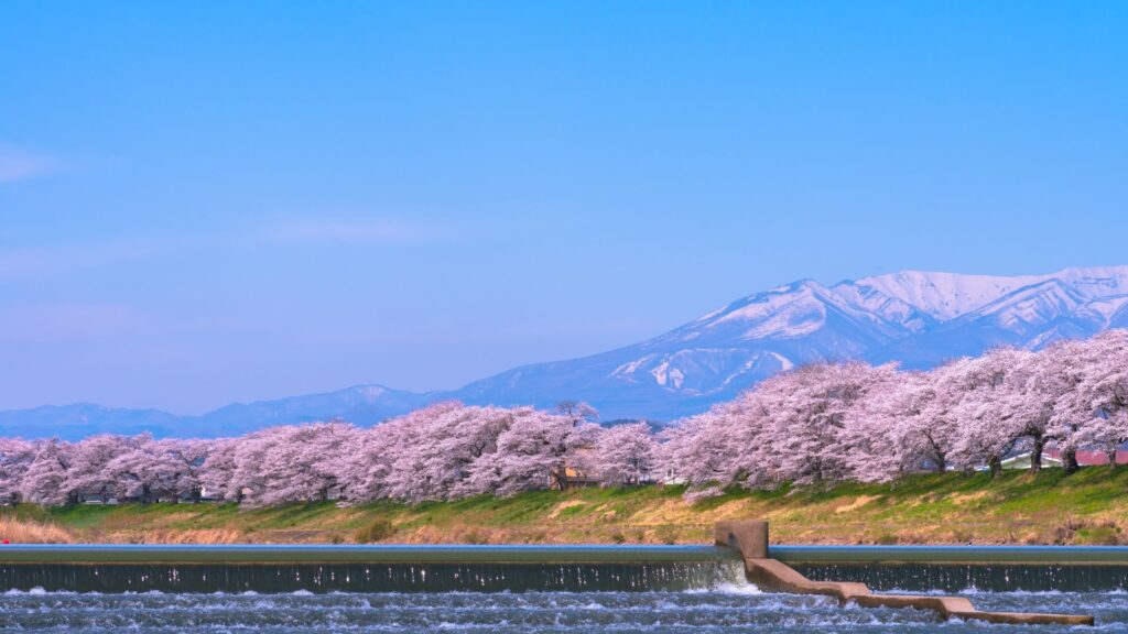 Cherry Blossoms in Japan Shiraishigawa