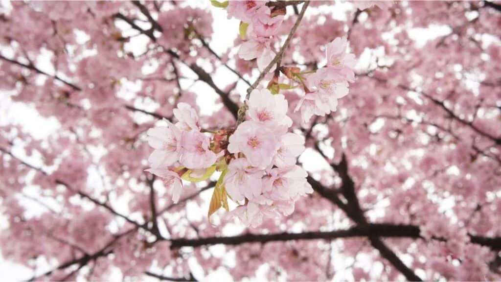 Cherry Blossoms in Japan Types of Cherry Blossoms