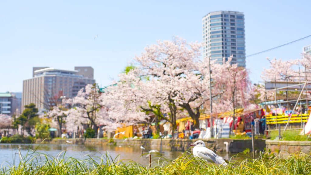 Cherry Blossoms in Japan Ueno Onshi Park