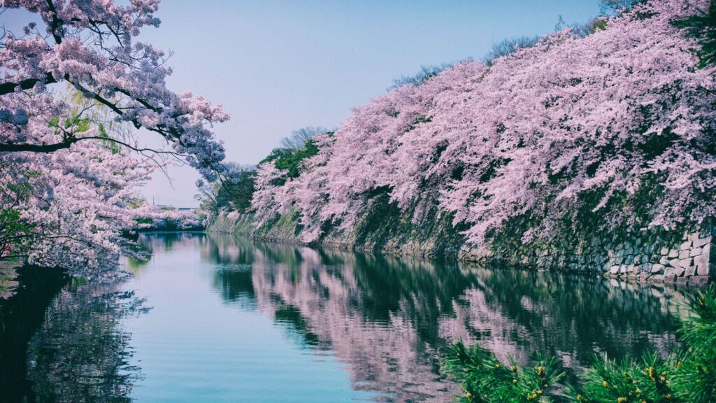 Cherry Blossoms in Japan What is Cherry Blossom 