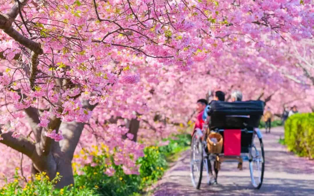 March in Japan: Welcoming Spring with Lively Festivals and Stunning Blooms
