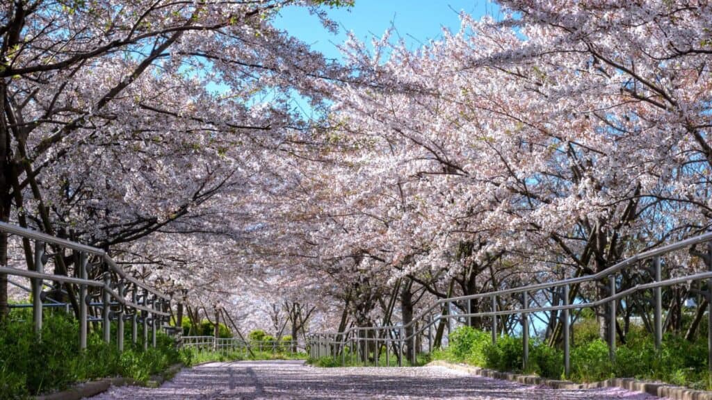 Edogawa area guide Komatsugawa Riverbed