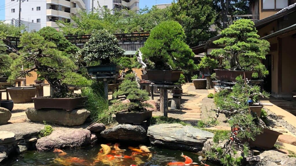 Edogawa area guide Shunkaen Bonsai Museum