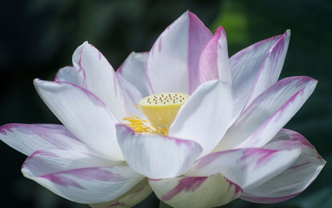 Indian Lotus in Japan: When and where to see Japanese Indian Lotus￼