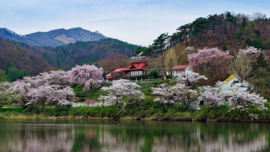 Indian Lotus in Japan “Janohana Palace”