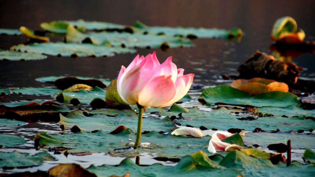 Indian Lotus in Japan Lotus flower in Oyamagami Pond